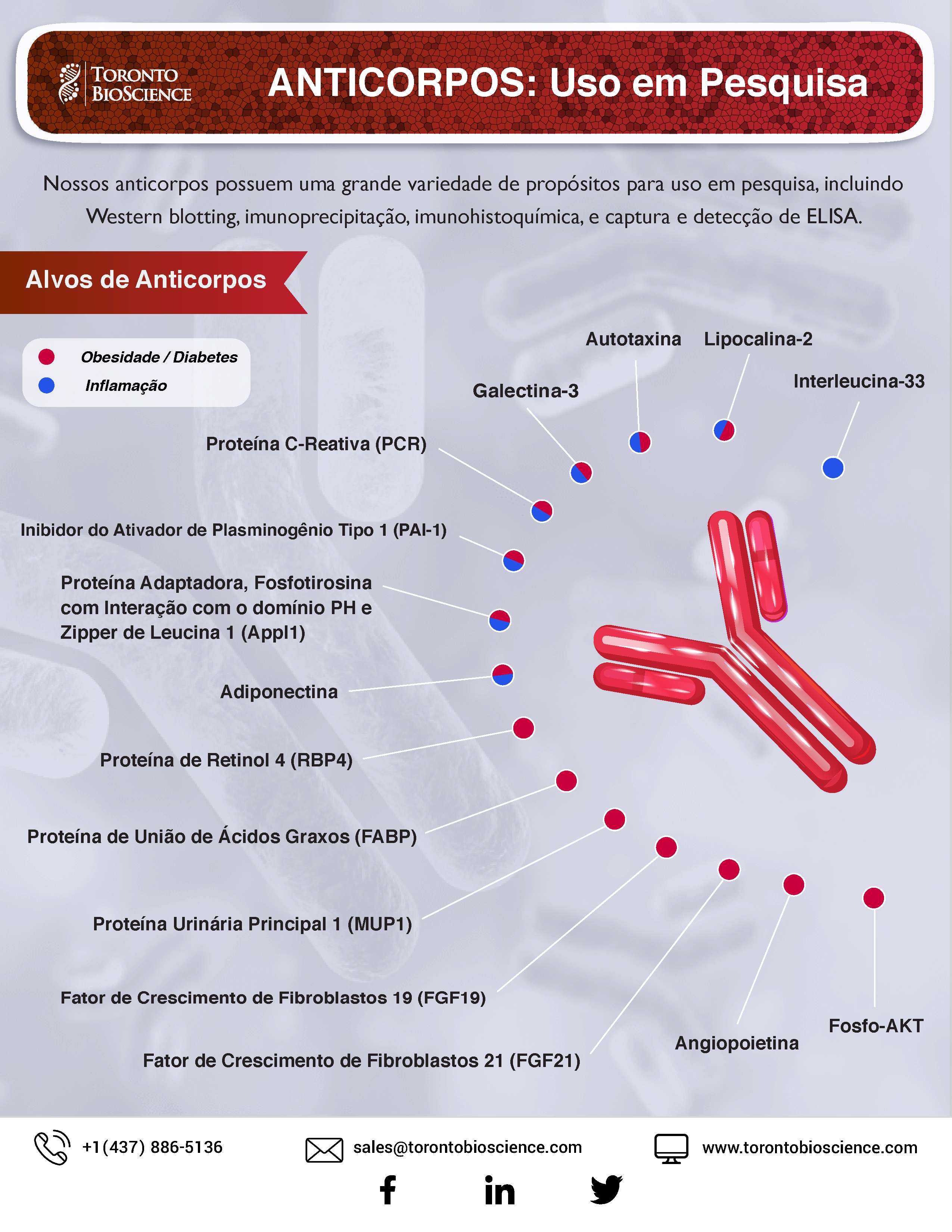 Antibody_POR