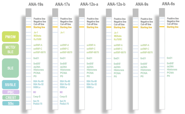 ANA-19s Ready-to-use Immunoblot ANA Strips